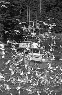 gulls