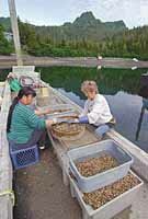 Chenega Bay oyster nursery